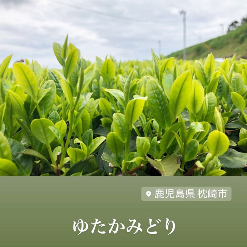 枕崎　ゆたかみどり.jpg